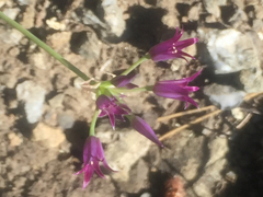 Allium peninsulare