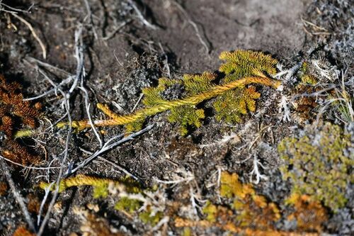 Austrolycopodium confertum (Austrolycopodium confertum)
