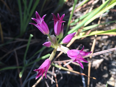Allium peninsulare