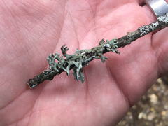 Hypogymnia imshaugii image