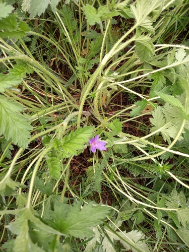 Erodium ruthenicum (Erodium ruthenicum)