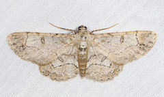Iridopsis larvaria