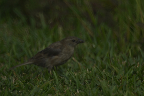 Shiny Cowbird