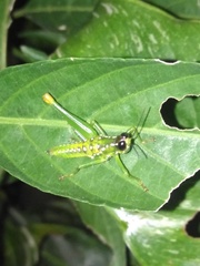Chloropseustes brunneus