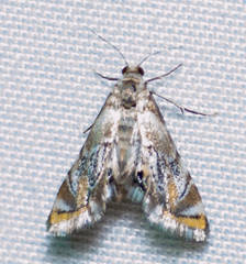 Petrophila santafealis