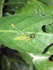 Chloropseustes brunneus