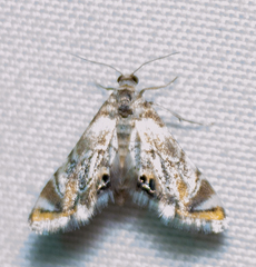 Petrophila santafealis