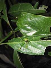Chloropseustes brunneus