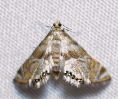 Petrophila santafealis