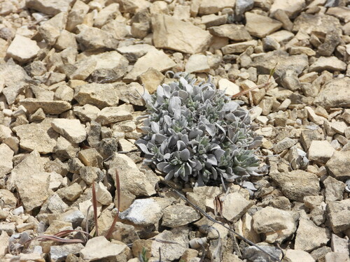 Image of Oval-Leaf Bladderpod (Physaria ovalifolia) by (c) Jared Shorma, some rights reserved (CC BY)