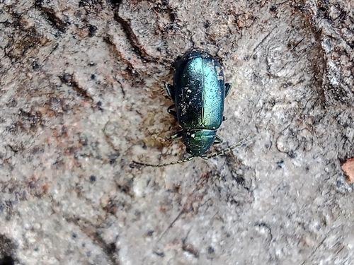Altica aenescens