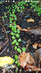 Fuchsia procumbens