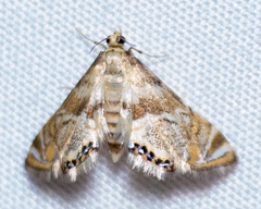 Petrophila santafealis
