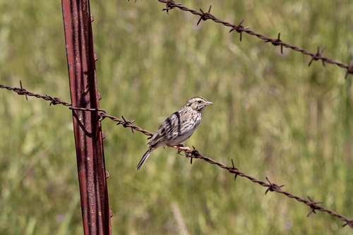 iNaturalist observation photo of Savannah Sparrow
