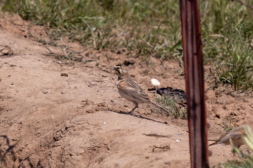 iNaturalist observation photo of Horned Lark