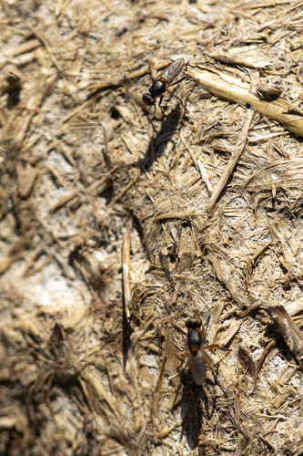 iNaturalist observation photo of Saltella sphondylii