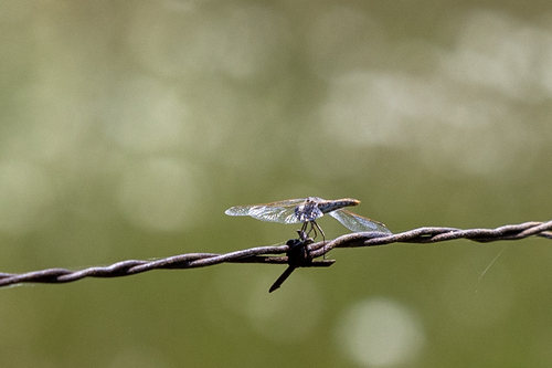 iNaturalist observation photo of Variegated Meadowhawk