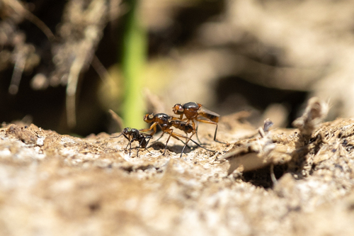 iNaturalist observation photo of Saltella sphondylii