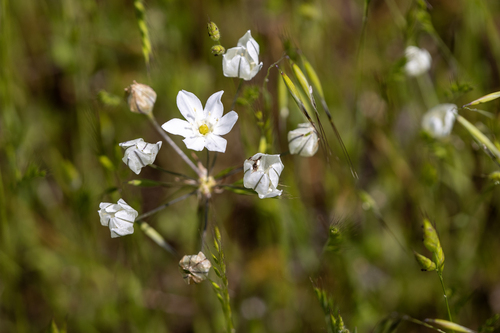 iNaturalist observation photo of white brodiaea