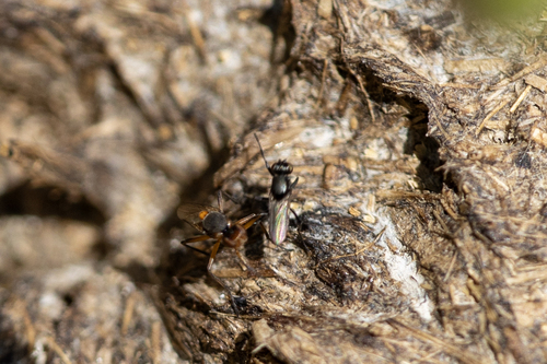 iNaturalist observation photo of Saltella sphondylii