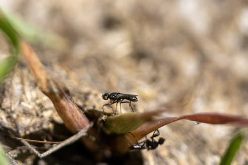 iNaturalist observation photo of Black Scavenger Flies