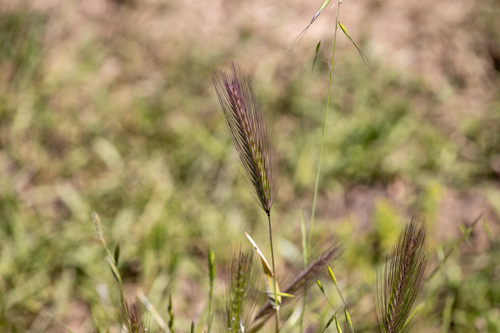 iNaturalist observation photo of wall barley