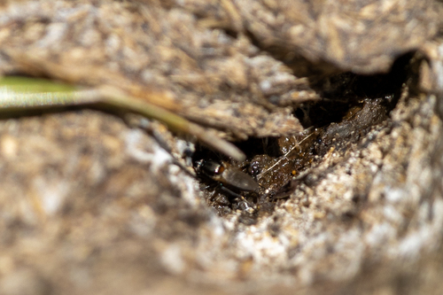 iNaturalist observation photo of Saltella sphondylii