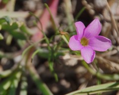 Oxalis polyphylla