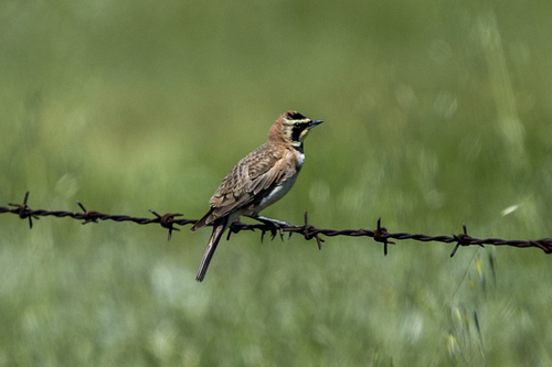 iNaturalist observation photo of Horned Lark