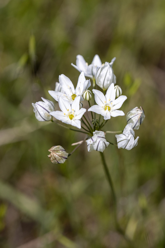 iNaturalist observation photo of white brodiaea