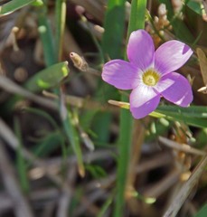 Oxalis polyphylla