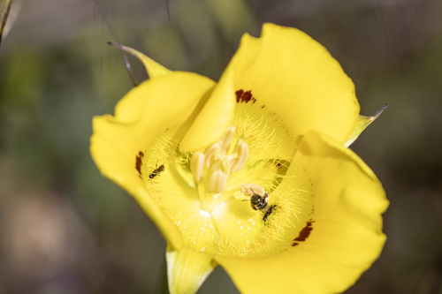 iNaturalist observation photo of Saltella sphondylii