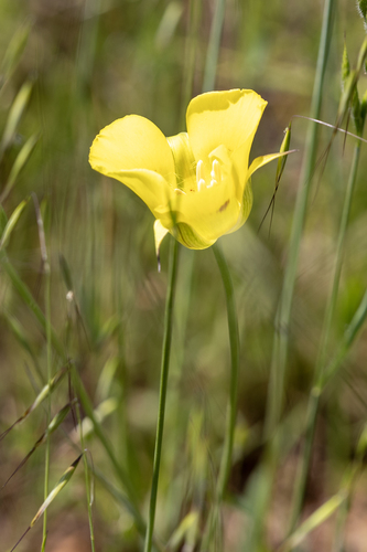 iNaturalist observation photo of Yellow Mariposa Lily