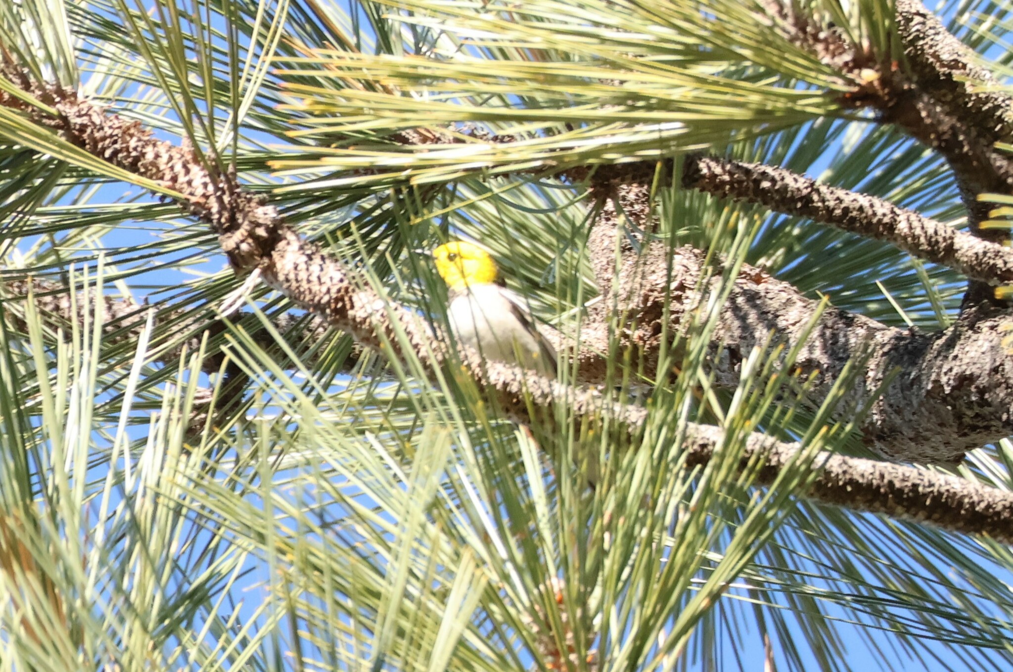 Hermit Warbler (Setophaga occidentalis)