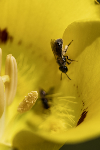 iNaturalist observation photo of Lasioglossum
