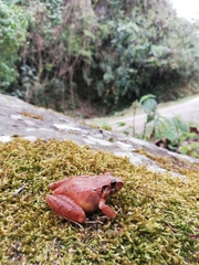 Craugastor mexicanus