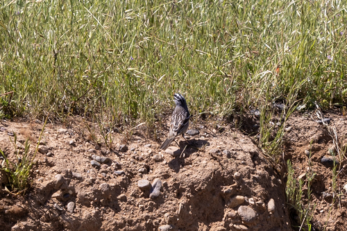 iNaturalist observation photo of White-crowned Sparrow