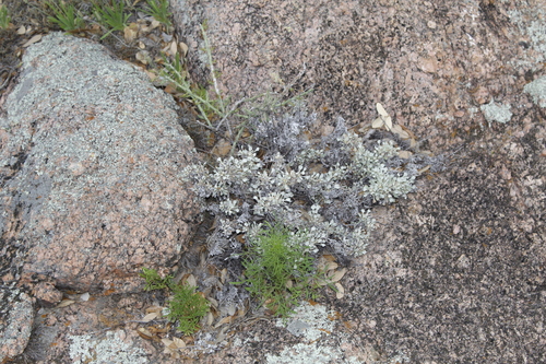 Image of Eriogonum tenellum by (c) Alex Karasoulos, some rights reserved (CC BY)