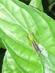 Liebermannacris dorsualis