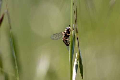 iNaturalist observation photo of Syrphini