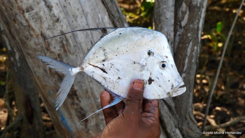 Hairfin Lookdown