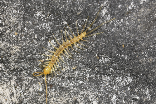 Henicopid Centipede