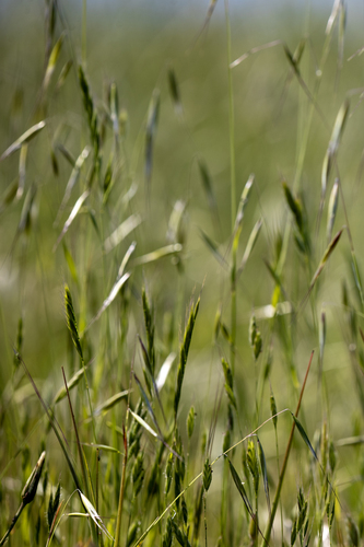 iNaturalist observation photo of Pooideae