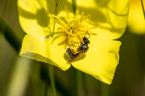 iNaturalist observation photo of Lasioglossum
