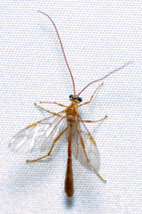 Enicospilus americanus-complex