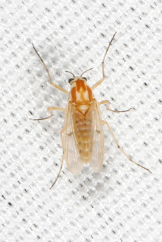 Procladius bellus