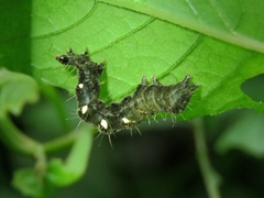 Thysanoplusia reticulata
