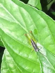 Liebermannacris dorsualis