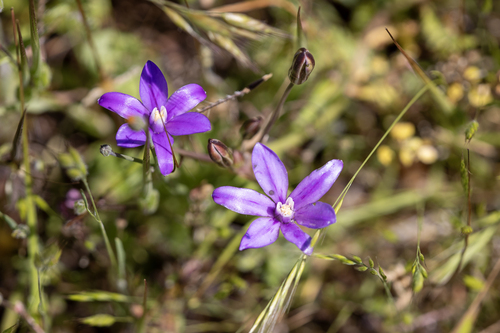 iNaturalist observation photo of Appendage Brodiaea