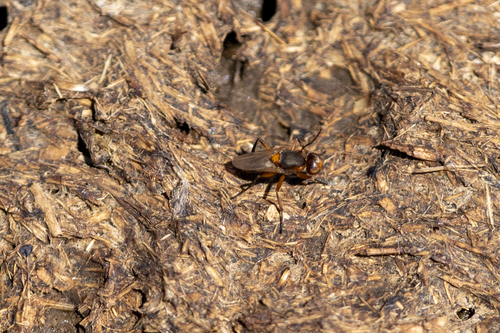 iNaturalist observation photo of Saltella sphondylii